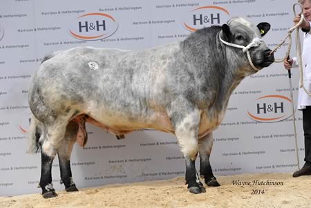 Almeley Hatrick - 11,000gns