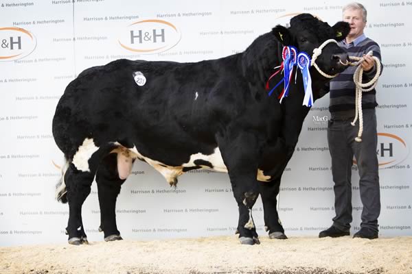 Almeley Jeronimo – Reserve Champion at 7,000gns