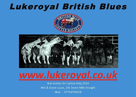Lukeroyal herd of British Blues