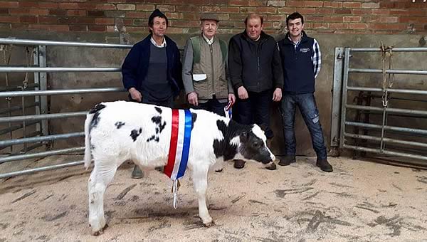 Champion Christmas Calf R E Woodhouse £510