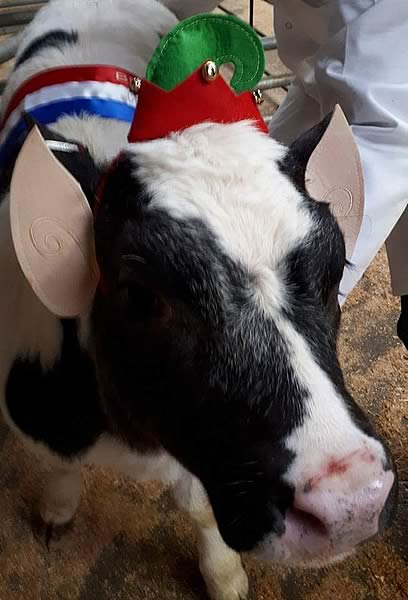   Christmas Calf