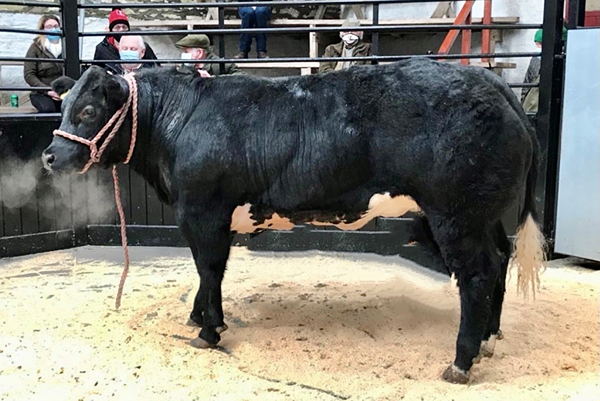 British Blue bred heifer