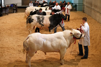 Judging the Male Championship