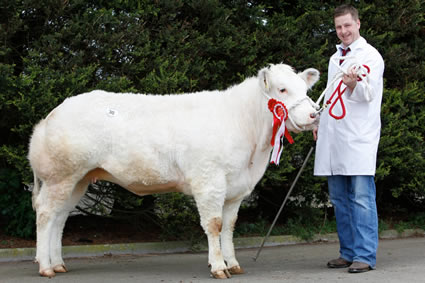 Droit Freda ET owned by Richard Mowbray, Newtownstewart and exhibited here by Neil McIlwaine was the Female Champion