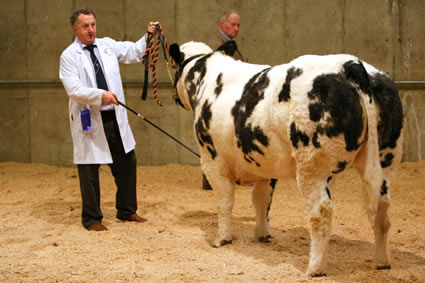 Adrian Richardson, Maguiresbridge in the judging ring