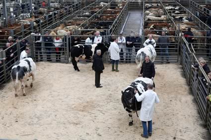 Judging at Ballymena