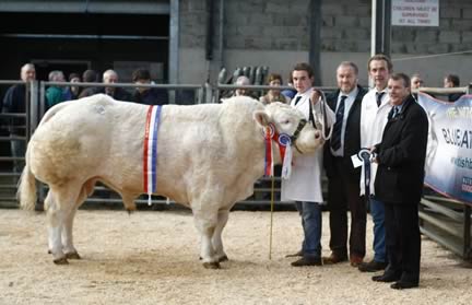 Supreme Champion Springhill Grumpy with Sam Martin, Judge Sam Cleland, owner James Martin and sponsor Richard Graham from Danske Bank, Ballymena.