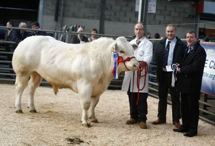 Reserve Supreme Champion Chatham Henry with owner David Morrison, judge Sam Cleland and sponsor Richard Graham from Danske Bank, Ballymena.