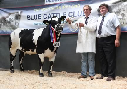 Reserve Female & Heifer Class for 13-15 months winner, Springhill Hannah with James Martin, Newtownards and Judge Alan Cleland