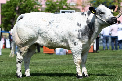 British Blue Supreme Champion – Woodview Britney
