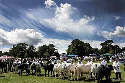 British Blue Line up during the British Blue Derby
