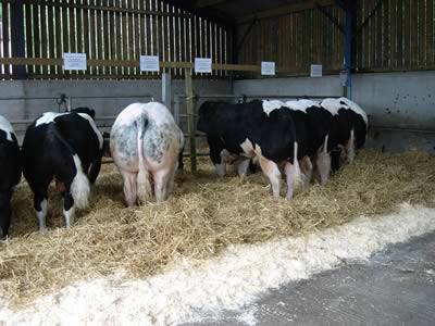 Farm Walk with the Cromwell Herd