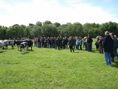 Farm Walk with the Cromwell Herd