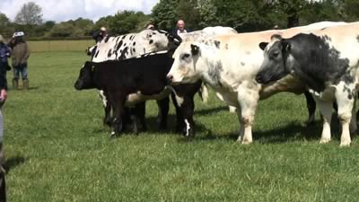 Farm Walk with the Cromwell Herd