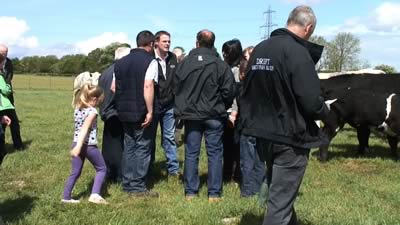 Farm Walk with the Cromwell Herd