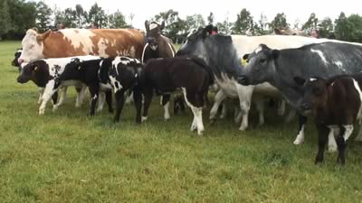 Farm Walk with the Cromwell Herd