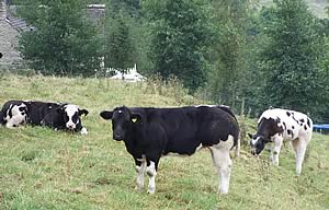 Paulern Herd
