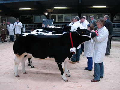 Pendle Cauldron and Pendle Cocopop were awarded the progeny title both being sired by Blue Stone Union Jack.