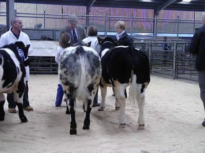Progeny rosettes awarded