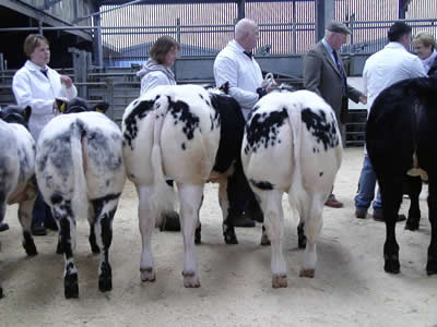 Allan and Deirdre Wilkinson with Springfield Carrera and Solway View Cinderella