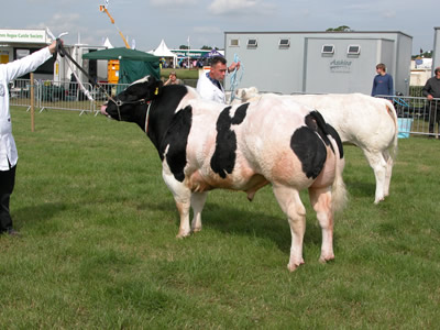 Boomer Buster Rhymes and Springfield Bianca Compete for the Junior Championship
