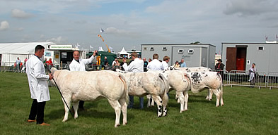 Springfield Bianca heads the Junior Heifer line-up