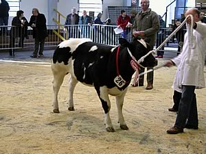 Mark Hartley with Pendle Alice Springer Female and Reserve Overall Champion
