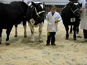 Thomas Hartley with Alice Springer competing in the Young Handler Class