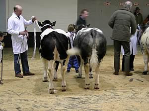 Progeny group winners Pendle Alice Springer (on the left) and Pendle Amarillo