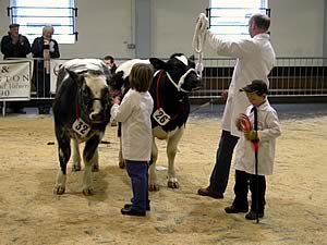 Thomas checks the Progeny Group winner’s rosettes whilst Isabella and Mark are left holding the heifers