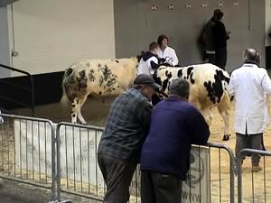 Deirdre Wilkinson and nephew Isaac Parkinson getting Springfield Asher (on the left) and Springfield Anastasia organised to compete in the Progeny Group class prior to becoming Reserve Champions