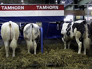Tamhorn’s Waterlily and Wee Lass  explain to Unanimite (far right) that showing is all about patience!