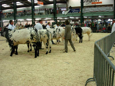 Michele Wilde deciding placings in the Junior Heifer class