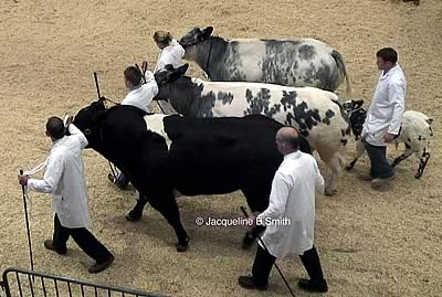 Interbreed Group of Three