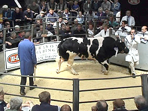 Boothlow Veron