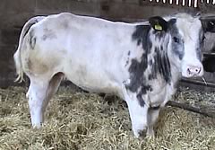 Boothlow Venus