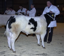 Astbury Crossbred