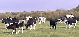 Hazelwood Herd