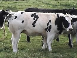 Hazelwood heifer
