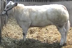 Pendle Vonnie