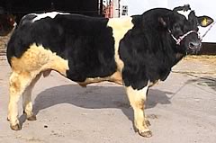 Tamhorn Valiant