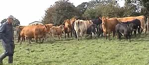 Wilkinson Farmwalk