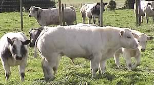 Wilkinson Farmwalk