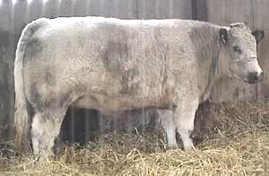 Wilkinson Farmwalk