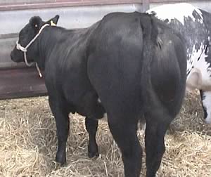 stockjudging