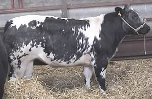 stockjudging