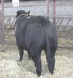 stockjudging