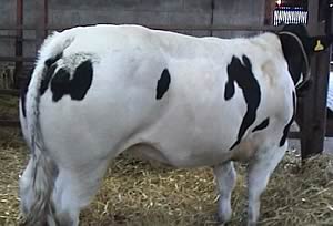 stockjudging