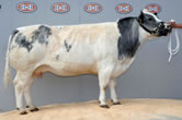 Ridge Dean Soulbury Princess - 8200gns