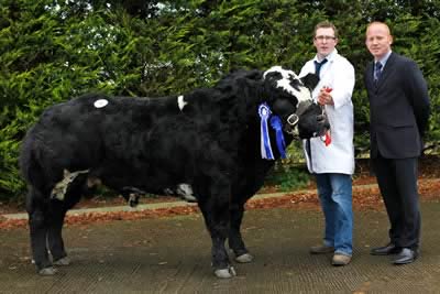 Woodview Dennis was the Reserve Male Champion, The prizewinner was owned by Andrew Craig, Coleraine and is shown here by Alfie Clyde while Kevin Watret, Dumfriesshire, Judge of the event looks on.